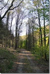 Wäller Tour Iserbachschleife - Waldweg im Morgenlicht