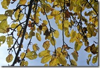 Traumpfad Bleidenberger Ausblicke - gelbe Blätter