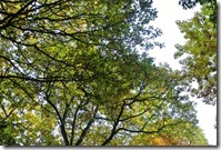 Traumpfad Bleidenberger Ausblicke - grünes Blätterdach