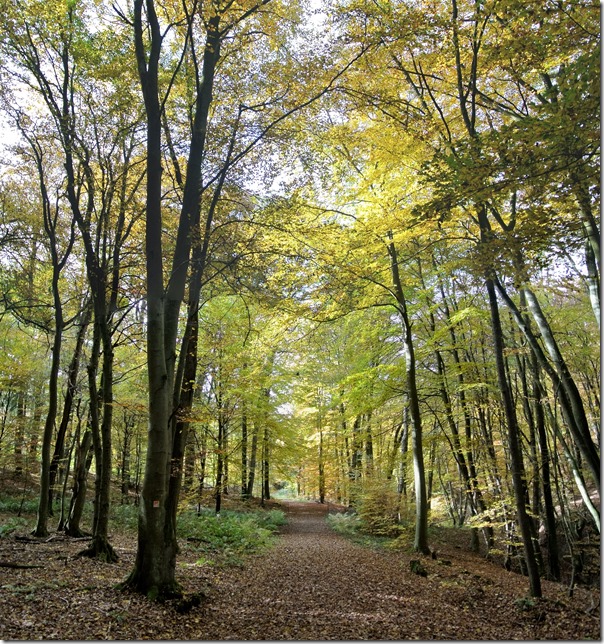 Traumpfad Bleidenberger Ausblicke - Herbst im Wald