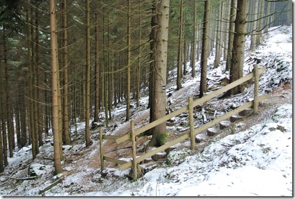 Rothaarsteig Spur Wisent-Pfad - Treppe im Wald