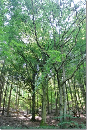 Traumpfad Hochbermeler - Wald