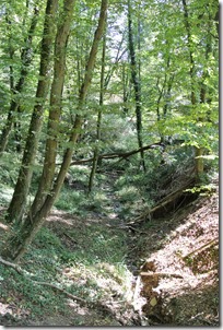 Traumpfädchen Löfer Rabenlaypfad - Waldweg